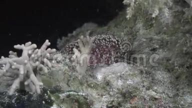 红海海底海胆海胆海底背景海洋景观。